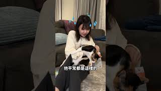 人生第一次幫貓擠肛門腺🐈 但是🥺 #安娜馭房術 #shorts