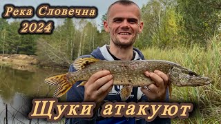 Зверские Атаки Щуки! Невероятно Красивые, Дикие Места! Река  Словечна 2024