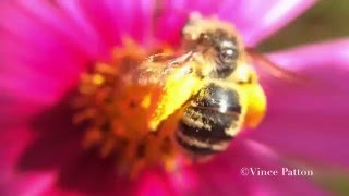 Slow Motion: Busy Bees (and a hoverfly) Look For Pollen