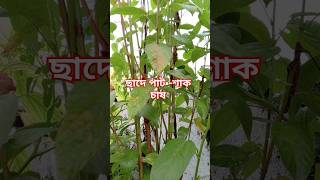 সারা বছর পাট শাক খাওয়ার বুদ্ধি।/rooftopgarden