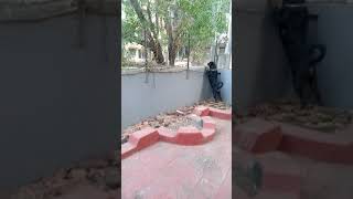 Rottweiler vs Stray dog