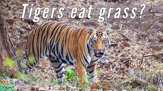 Tiger eating grass in jungle | Amazing Wild Moments | Rare sighting | Quick Watch | Shorts