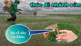 phun thúc đẻ nhánh sớm rễ dày to khỏe kinh nghiệm hạn chế đỗ ngã vụ mưa bão #81 l Thanhdotv