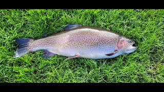 Rockbourne #troutfishing #Flyfishing, Monster 11lb+ rainbow and a hard fighting brown trout.