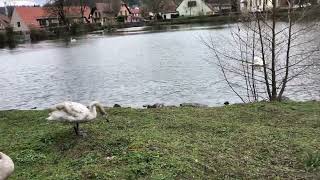 Swans & ducks at the small lake.