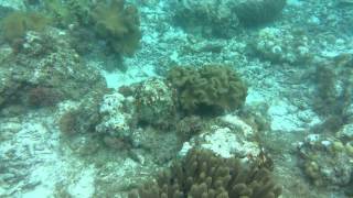 Snorkeling around coral in moalboal 2