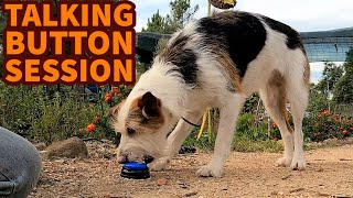 Dog training with talking buttons - Day 6