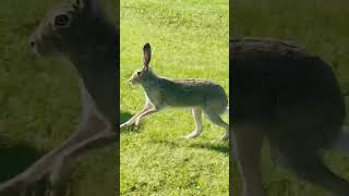 Everyone needs a friend who is all ears. #bunny #wildanimals #shorts