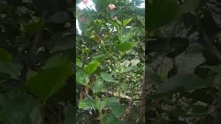 Hibiscus plant#shoe flower plant#gurhal flower#sun loving plant#shorts