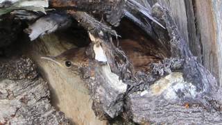 House Wren Inside A Log