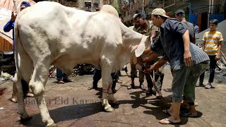 ANGRY BULL QURBANI 2022 I BIG SIBI BHAGNARI BULL QURBANI