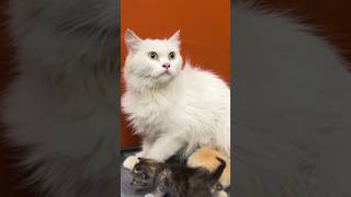 Frightened Mom Cat Leads Us to Kittens Amidst Dog Threat! #rescuecats #cat #catshorts #kitten