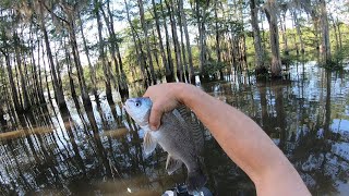 Gaspergou (GOU) caught on 4lb test while targeting Bull Bream