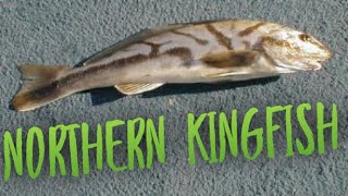 How to Catch KingFish | Fishing With Truth in Far Rockaway Queens NY