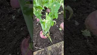 Grow huge swede or rutabaga by removing few leaves 🍃