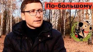 Как часто кошка должна ходить по большому?