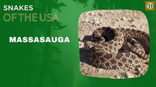 MASSASAUGA