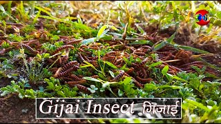 GIJAI Insect ( गिजाई कीड़ा ) Beautuful View In Early Morning - THE NATURE