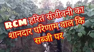 #rcm #harit_sanjiwani हरित संजीवनी क़ा परिणाम वाल की खेती पर । #jaivikkheti #nutricharge