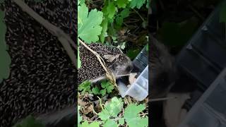 Ёж Тимоша нашел кошачью миску с мясом и очень этому рад 😉 #ёжик #hedgehog #nature #short