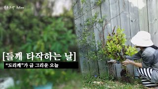 들깨타작 도구, 기계, 도리깨 다 필요없어요 바람과 입김으로 들깨 타작하기 [뉴질랜드 브이로그]