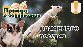 20 фактов о САХАРНЫХ ПОССУМАХ дома. !Не БЕЛКА-ЛЕТЯГА!