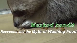 【Camojojo】The secret of Raccoon Washing