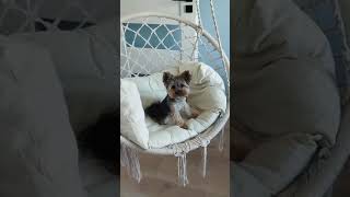 Izzy core #shortvideo #yorkies #funny #yorkie #viralvideo