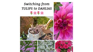 SWITCHING FROM TULIPS TO DAHLIAS | Container planting | Pink Tulips to Pink Dahlias 🌷🌸🌷🌸