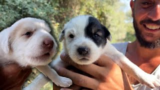 Sevdiğimiz İçin Bize Kızıp Annesini Çağırdı ! | Çalılıktaki  Yavru Köpeklere Bakmaya Gittik