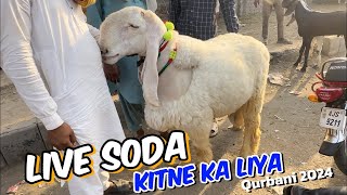 Kitne Ka liya | qurbani 2024| makhi china Bakre | Lahore Bakra Mandi shahpur kanjra Rizwan Goat Farm