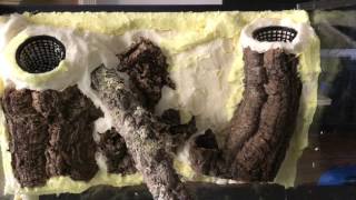 Dart Frog vivarium build: Part 1.5