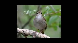 Singing nightingale. The best bird song.