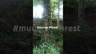 #steps #murree #pakistan #travel #nature #forest #greenplants