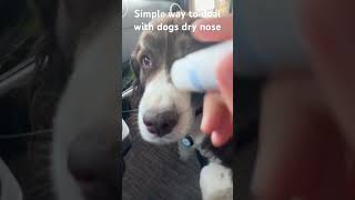 Simple way to deal with ￼your dogs dry nose #dogs#WeLoveDogs #dogcare