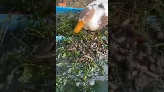 Anyone understand🥰 what the duck is trying to say?#animals #fyp #shorts #funnyvideo #foryoupage