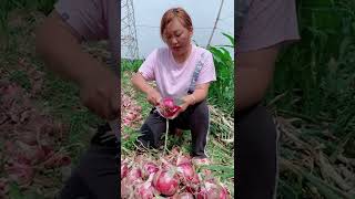 Satisfaying videos of agriculture growing fruit, vegetable, carrot, corn, onion etc #Short 21