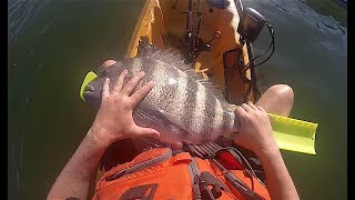 Virginia Sheepshead Hunting