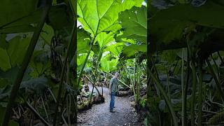 Tanaman Luar Biasa Dengan Daun Terbesar Di Dunia!! #tanamanhias #rhubarb #shortsviral