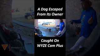 A Dog Escaped From Its Owner Caught On WYZE Cam Plus | Doorbell Camera Video