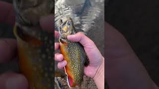 SMALL MOUNTAIN LAKE with STUNNING BROOK TROUT #shorts #brooktrout