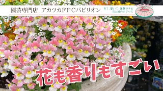 花も香りもすごい！ゲブラナガトヨさんのネメシア【園芸専門店アカツカFFCパビリオン】