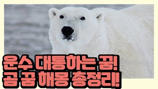 운수 대통하는 꿈! 곰 꿈 해몽 총정리!