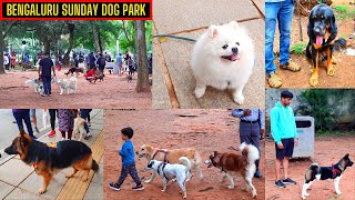 Sunday Dog Park at the Bengaluru Cubbon Park | Weekend Dog Park in Bengaluru | AK VLOGS AND TRAVELS