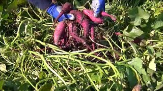 SWEET POTATO HARVEST