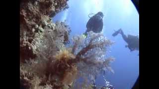 Scuba Diving in Ras Muhammad (Egypt, Sheikh Coast  Diving Center)