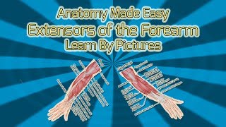 Extensors of the Forearm - Anatomy Made Easy