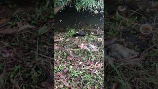 Cute Babies Of  White- breasted Waterhens #shorts