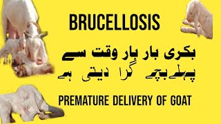 Brucellosis disease in goats treatment || بکریوں میں بروسیلوسز کی بیماری