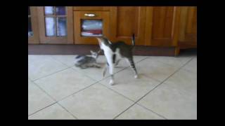 Cat fight Tony Vs Jacob